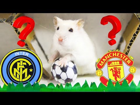 Hamsters Predict Europa League 2020- Manchester United vs Arsenal vs Inter Milan Who Is The Best?